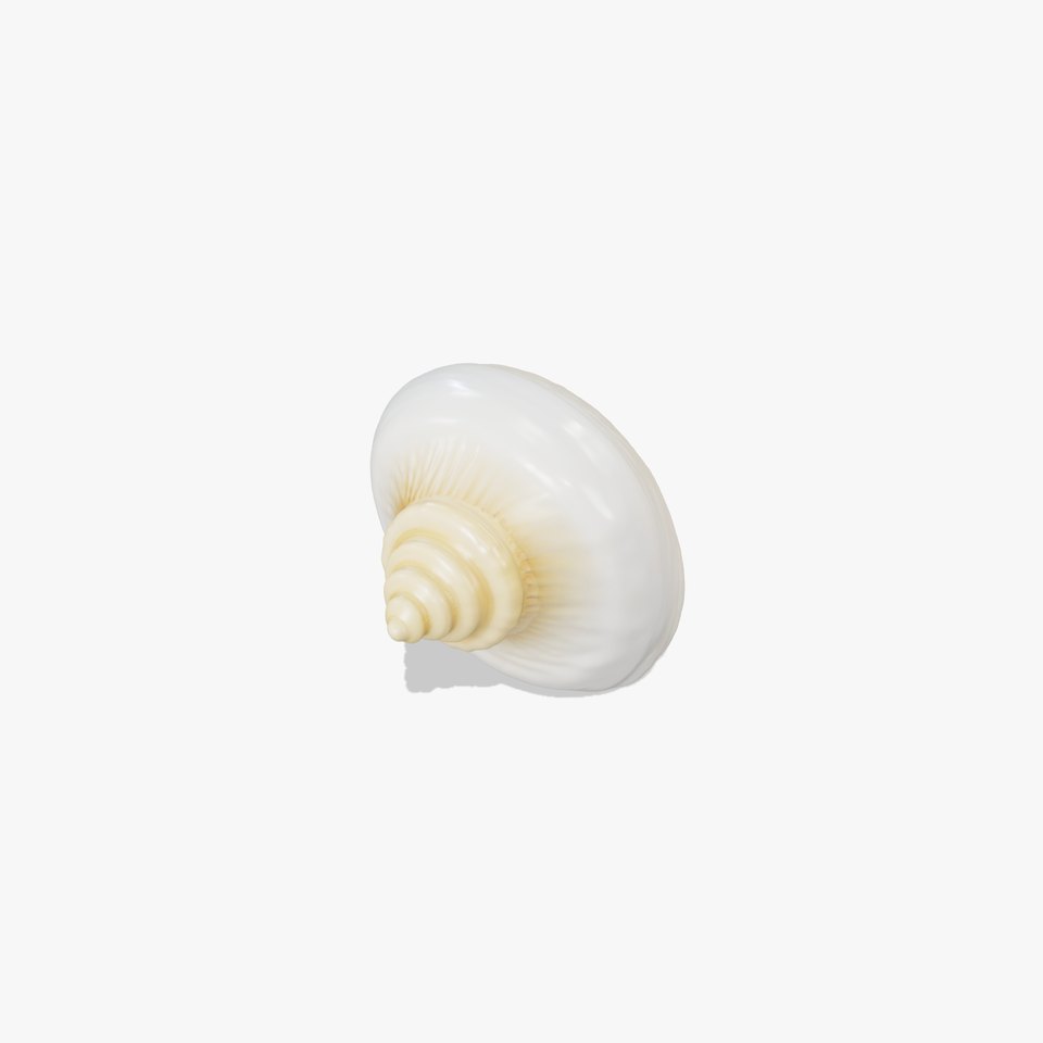 Elegant Ivory Seashell model pack